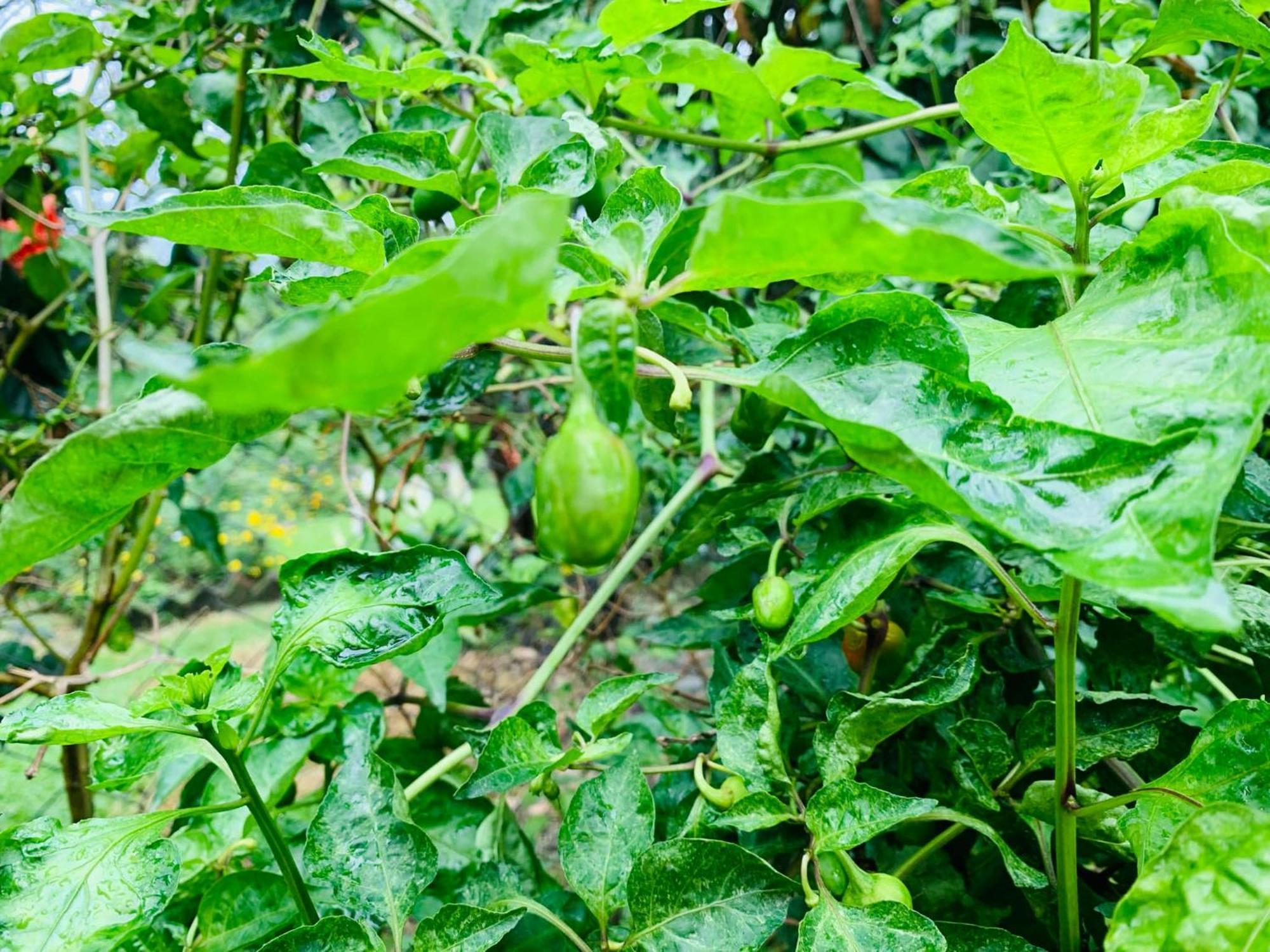 Vila Himmat Guri Farmstead - Great Place To Chill With Family Bagdogra Exteriér fotografie